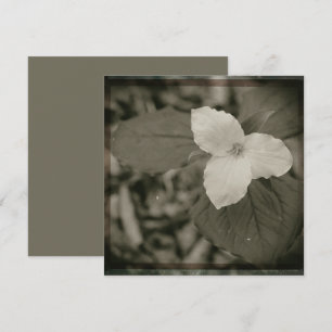 Collodion-Filter für Frühlings-Trillium Mitteilungskarte