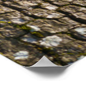 Colobus Monkey in der Kanopie Poster (Ecke)