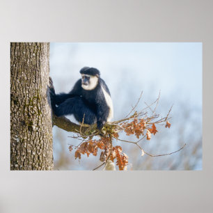 Colobus Monkey in der Kanopie Poster
