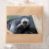 Colobus polykomos (Insitu)