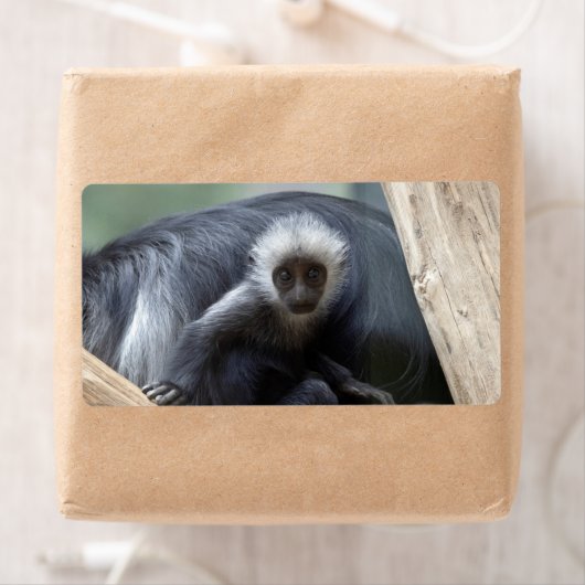 Colobus polykomos (Insitu)