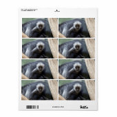 Colobus polykomos (Vorne)