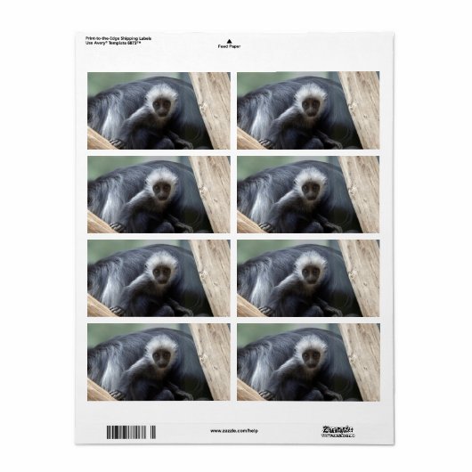 Colobus polykomos (Vorne)