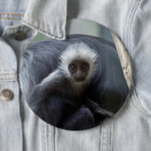 Colobus polykomos button (Beispiel)