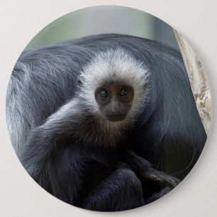 Colobus polykomos button