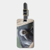 Colobus polykomos gepäckanhänger (Vorderseite vertikal)