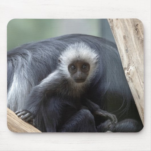 Colobus polykomos mousepad (Vorne)