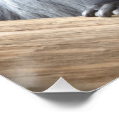 Colobus polykomos poster (Ecke)