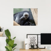 Colobus polykomos poster (Heimbüro)