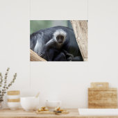 Colobus polykomos poster (Küche)
