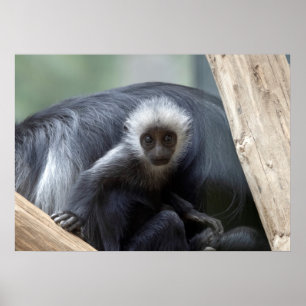 Colobus polykomos poster