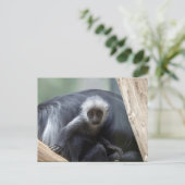 Colobus polykomos postkarte (Stehend Vorderseite)