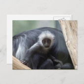 Colobus polykomos postkarte (Vorne/Hinten)