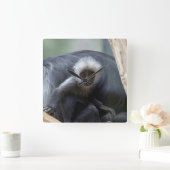 Colobus polykomos quadratische wanduhr (Zuhause)