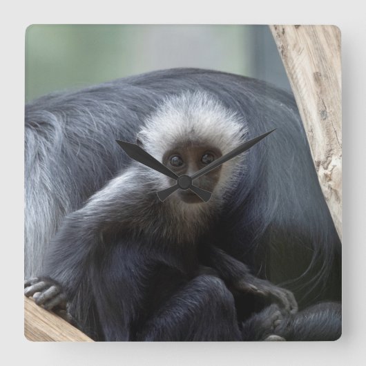 Colobus polykomos quadratische wanduhr (Vorderseite)