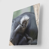 Colobus polykomos quadratische wanduhr (Winkel)