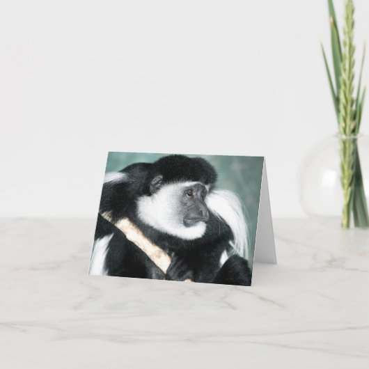Colobus Ricci Card Karte (Vorderseite)