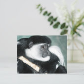 Colobus Ricci Postkarte (Stehend Vorderseite)