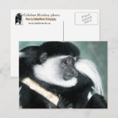 Colobus Ricci Postkarte (Vorne/Hinten)