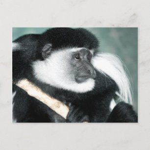 Colobus Ricci Postkarte