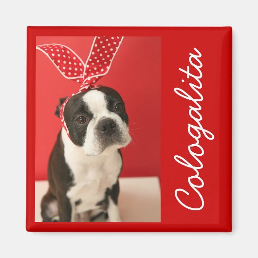 Cologalita Usamimi Magnets Magnet (Vorne)