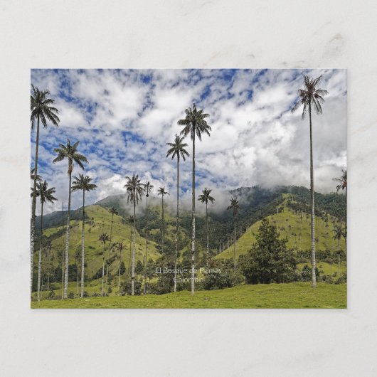Colombia - El Bosque de Palmas, Postkarte (Vorderseite)