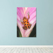 Colon Isle Dart Frog, Oophaga pumilio Leinwanddruck (Insitu (Holzboden))