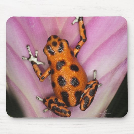 Colon Isle Dart Frog, Oophaga pumilio Mousepad (Vorne)