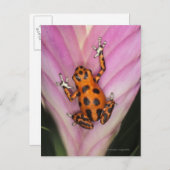 Colon Isle Dart Frog, Oophaga pumilio Postkarte (Vorne/Hinten)