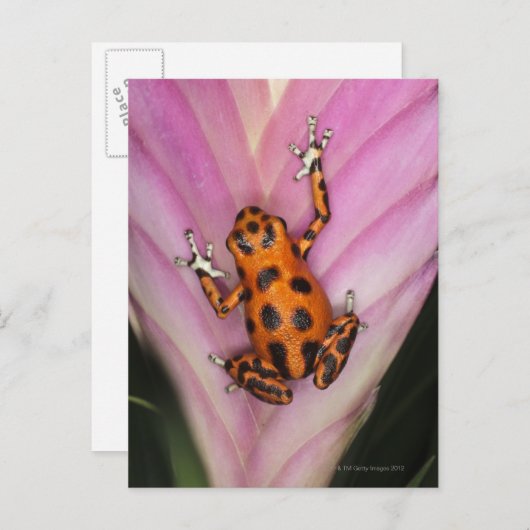 Colon Isle Dart Frog, Oophaga pumilio Postkarte (Vorne/Hinten)