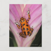 Colon Isle Dart Frog, Oophaga pumilio Postkarte (Vorderseite)