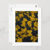 " Color Me Yellow " Postkarte (Vorne/Hinten)