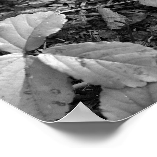 Color Pop Red Leaf Poster (Ecke)