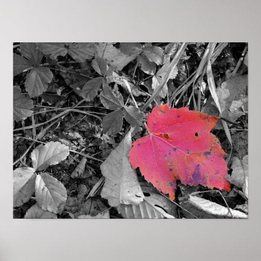 Color Pop Red Leaf Poster (Vorne)