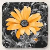 Color Splash Spring Flash African Daisy Fotografie Getränkeuntersetzer (Vorderseite)