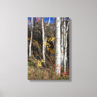 Colorado Aspen Designs Leinwanddruck