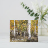 Colorado Aspen Grove im Herbst Postkarte (Stehend Vorderseite)