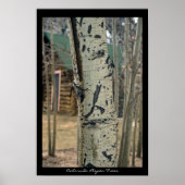 Colorado Aspen Trees Poster (Vorne)