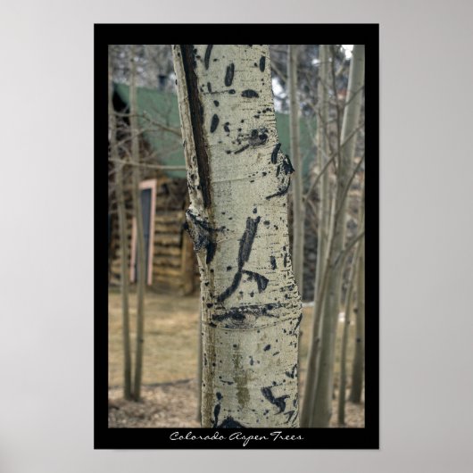 Colorado Aspen Trees Poster (Vorne)