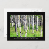 Colorado Aspen Trees Postkarte (Vorne/Hinten)