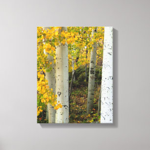 Colorado Aspens Designer Wrapped Canvas Leinwanddruck