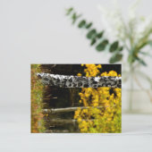 Colorado Aspens Postkarte (Stehend Vorderseite)