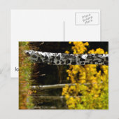 Colorado Aspens Postkarte (Vorne/Hinten)