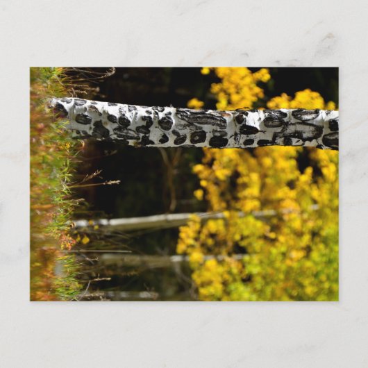 Colorado Aspens Postkarte (Vorderseite)