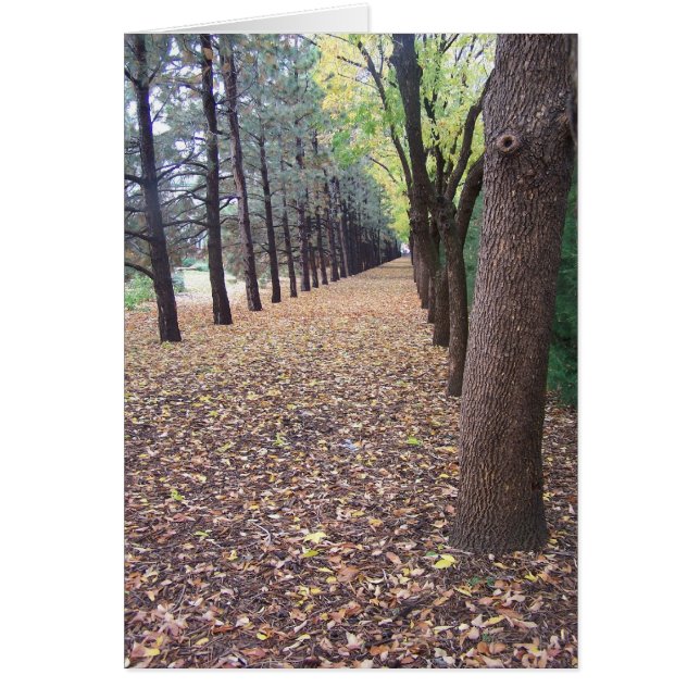 Colorado Autumn Lane (Vorne)