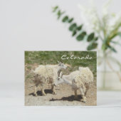 Colorado-Bergziege Postkarte (Stehend Vorderseite)