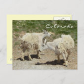 Colorado-Bergziege Postkarte (Vorne/Hinten)
