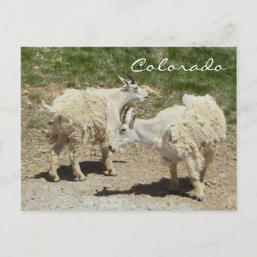 Colorado-Bergziege Postkarte (Vorderseite)