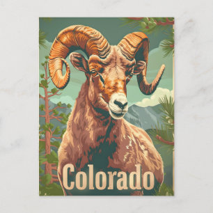 Colorado Bighorn Sheep Vintag Postkarte