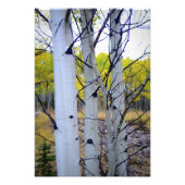 Colorado Birch Trees Fotodruck (Vorne)